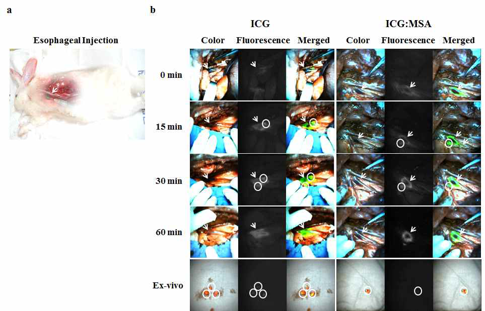 토끼 식도(in vivo, ex vivo)에서 ICG와 ICG:MSA의 감시림프절 탐색능 비교