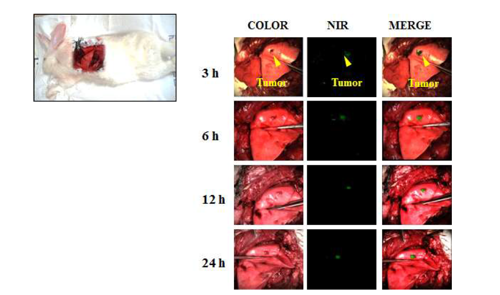 토끼 폐암모델에서 암조직으로의 시간에 따른 ICG 분포 및 형광영상 확인