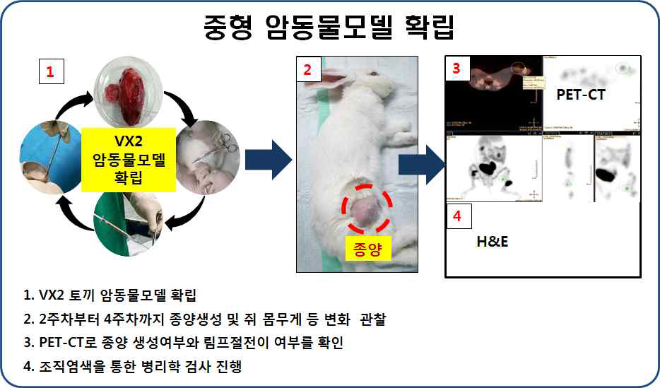 VX2 림프절 전이 암동물모델의 확립 과정