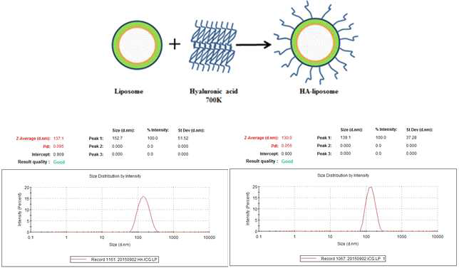 Liposome-ICG와 HA-liposome-ICG의 유체동역학적 크기