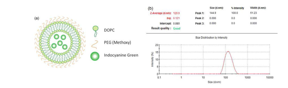 (a) liposomal ICG의 구조, (b) ICG가 내포된 liposome의 유체동역학적 크기