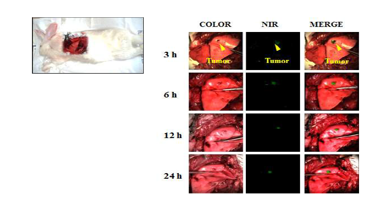 토끼 폐 암 조직에서 시간에 따른 ICG의 분포 및 형광영상 확인