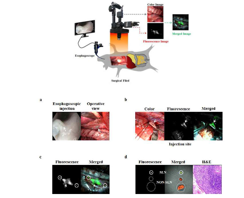 돼지 식도(in vivo, ex vivo)에서 ICG:MSA의 감시림프절 탐색능 비교