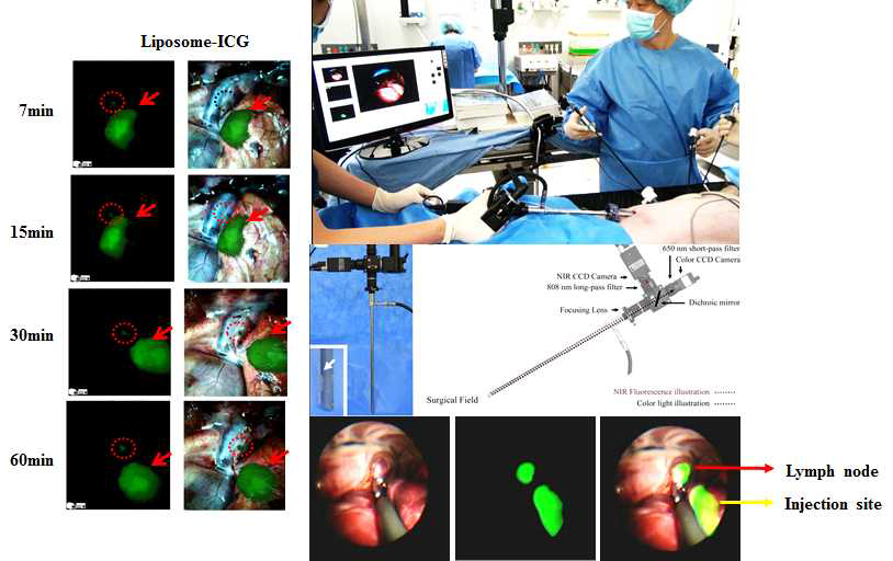 흉강경을 이용한 돼지 폐에서 liposomal ICG의 감시림프절 탐색능 평가