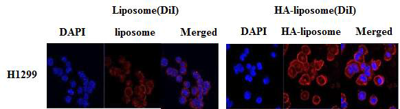폐암 유래 세포에서 liposome과 HA-liposome 형광 세기 비교