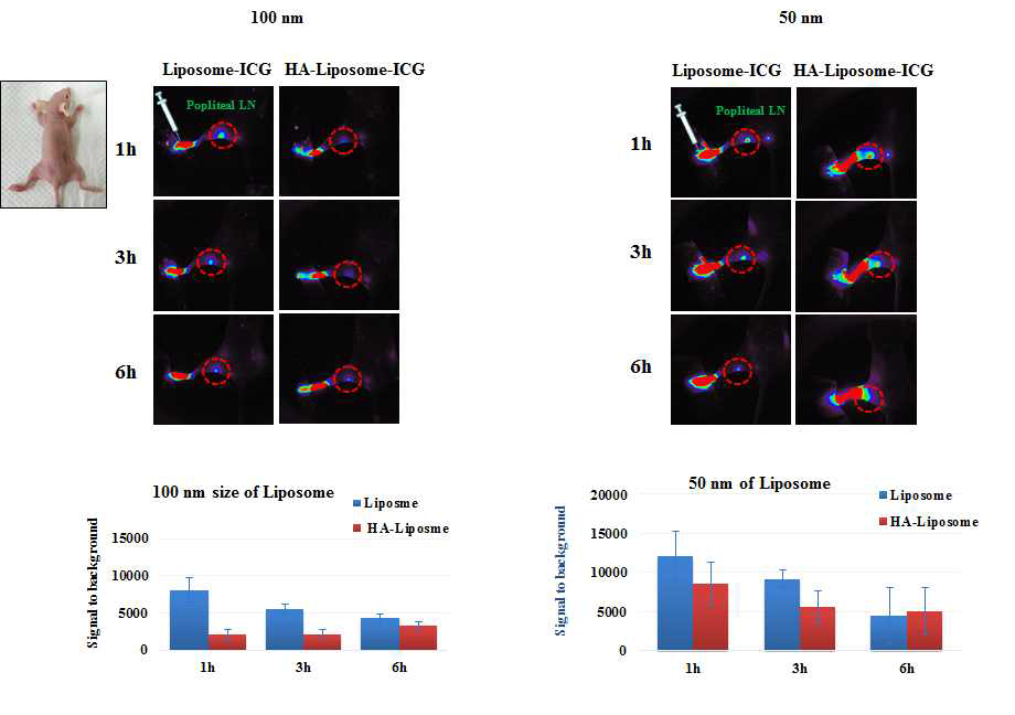 소형동물에서 in vivo system을 통한 liposome-ICG와 HA-liposome-ICG의 감시림프절 탐색능 평가 및 size 최적화