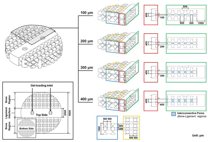 골 조직 재생을 유도하기 위한 열린 구조의 scaffold 디자인.