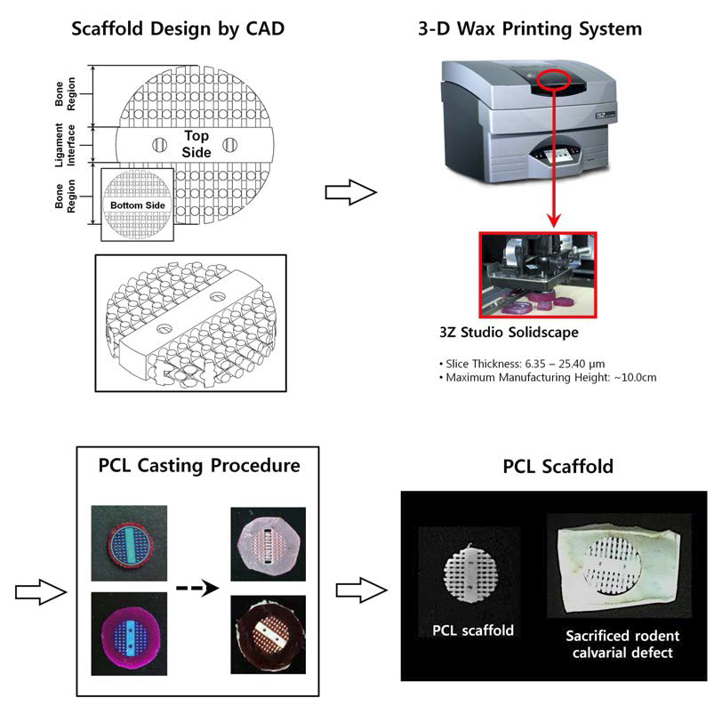 직교 구조의 골 조직 유도 부위를 새롭게 설계한 후 PCL scaffold를 제작함.