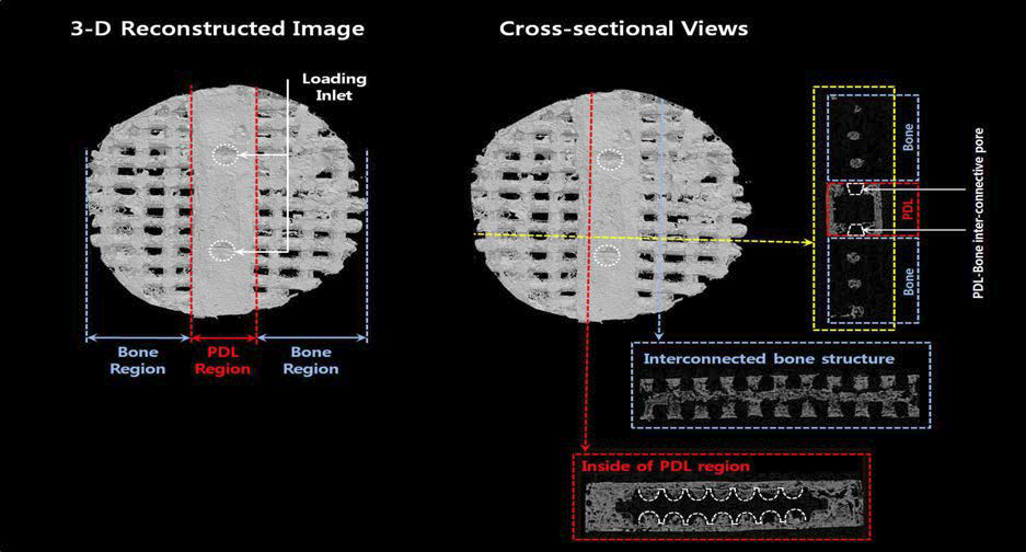 제작된 PCL scaffold의 micro-CT 촬영 영상. 3차원으로 재현한 후, 각 방향의 단면 관찰.