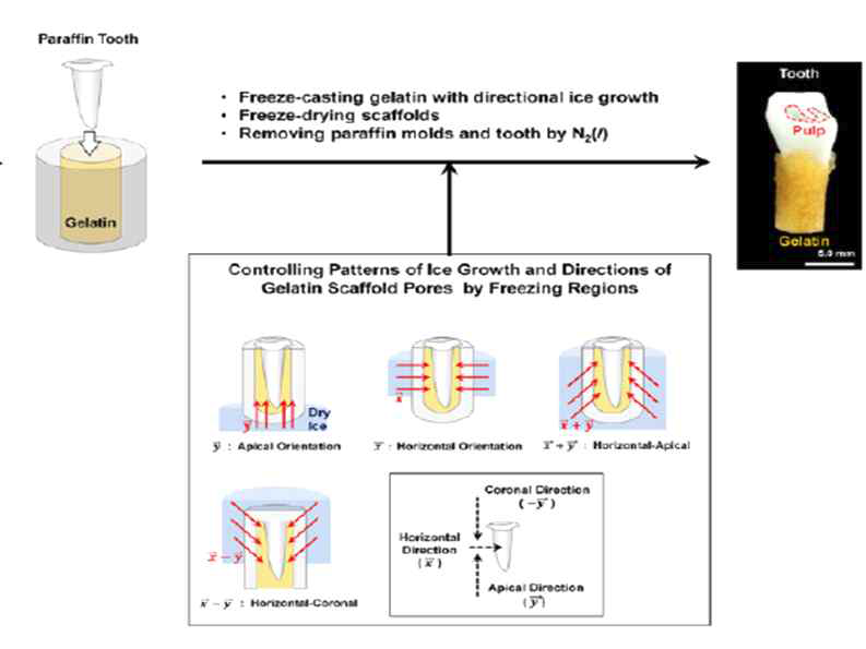 Freezing direction 제어를 통한 gelatin scaffold 제작의 도식