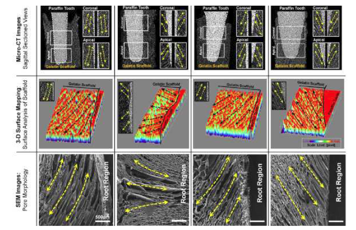 Gelatin scaffold의 내부 구조 평가를 위한 micro- CT 영상과 SEM 영상