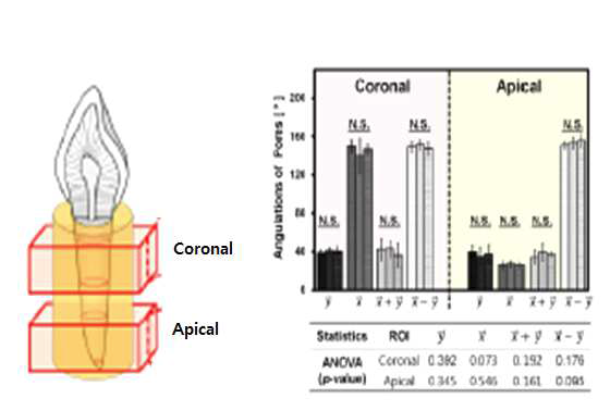 치아 뿌리 표면을 기준으로 pore 방향을 분석한 결과
