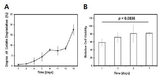 In-vitro biodegradation 실험과 cell viability 측정을 위한 MTS assay.