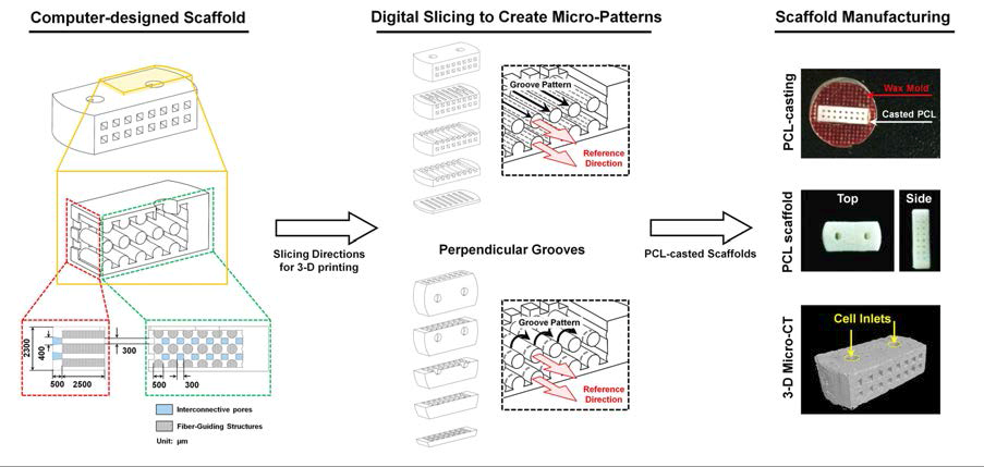 PDL scaffold의 CAD 설계와 3-D printing 기술을 이용한 PDL scaffold 제작.