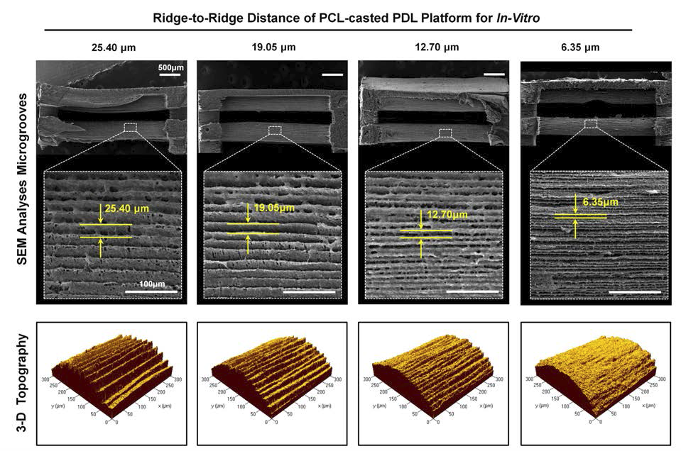 적층 두께를 다양하게 설정하여 제작한 in-vitro PDL platform scaffold의 SEM과 3-D topography 결과.