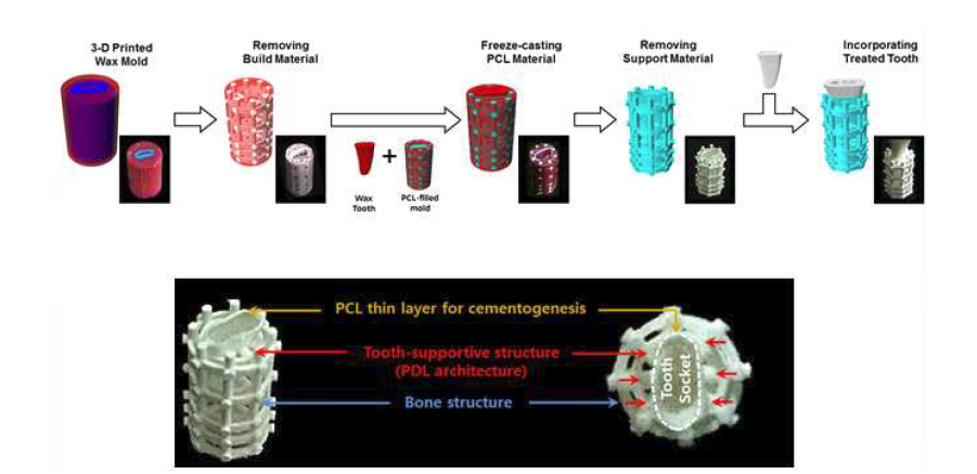 PCL 재료를 이용하여 3-D 프린터로 제작된 mold에 casting하여 scaffold를 제작함.