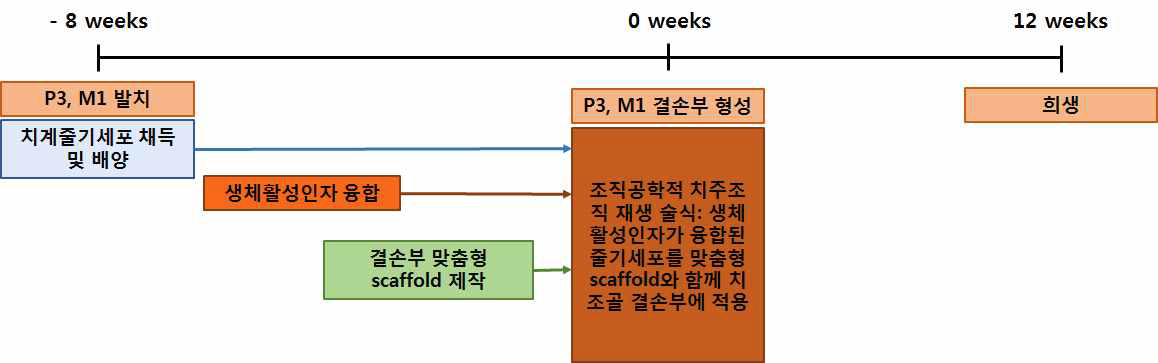 대동물실험 스케쥴