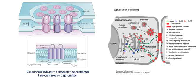 [왼쪽].간극결합(gap junction)의 구조. Connexin(Cx) 단백질 6개가 모여 hemichannel(분홍색 또는 보라색)을 이루어 두 개의 세포사이에 gap junction이 형성됨(위). Cx 단백질의 구조(아래). [오른쪽] Gap Junction Trafficking - 핵(nucleus)의 GJB유전자로부터 전사된 Cx가 ER-Golgi-Cell membrane으로 이동되는 과정.