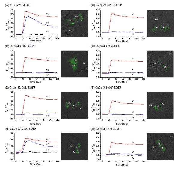 간극연접의 Ionic coupling 기능연구. Cx26 변이들을 동형접합자로 transfection하여 형성된 간극 연접의 기능을 칼슘 전달양상으로 확인.