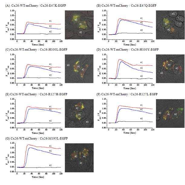 간극연접의 Ionic coupling 기능연구. Cx26 변이들을 이형접합자로 transfection하여 형성된 간극 연접의 기능을 칼슘 전달양상으로 확인.