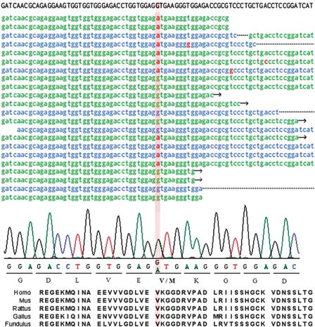 가계 내 난청 환자의 whole exome sequencing과 direct sequencing 결과 및 종간 아미노산서열 정렬분석 결과