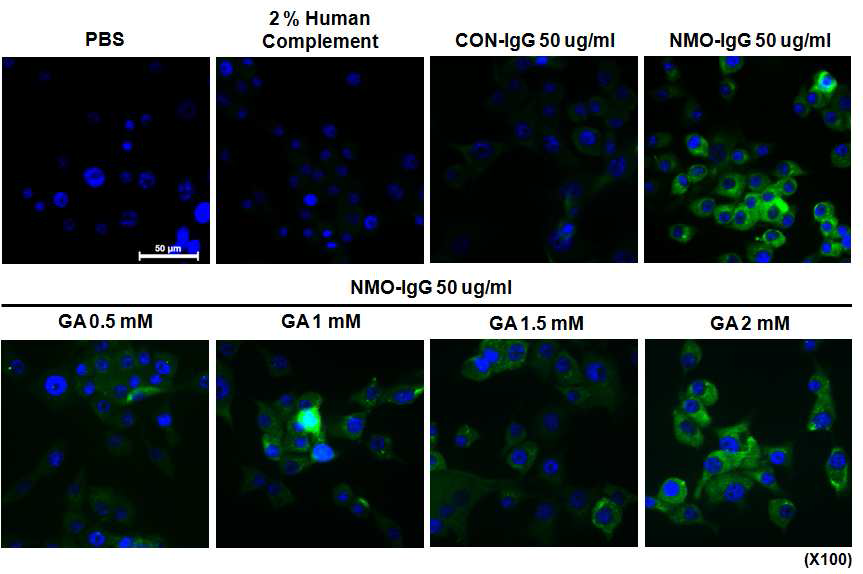 NMO-IgG와 AQP4와의 결합에서 glycyrrhizic acid의 효과 확인 (No effect)