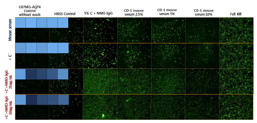 Live/dead cell assay를 이용한 Mouse serum의 CDC 저해정도 분석