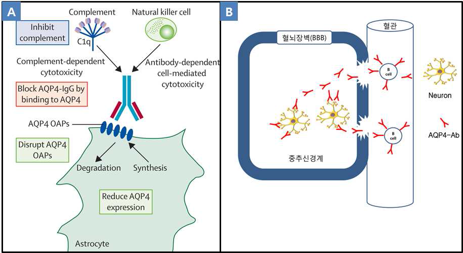 Proposed pathomechanism of NMO mediated by AQP4-Ab