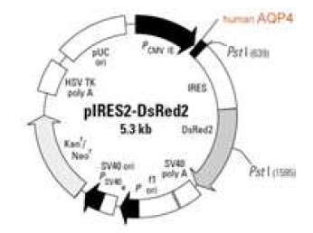 AQP4(M23)/ pIRES2-DsRed2 plasmid DNA cloning