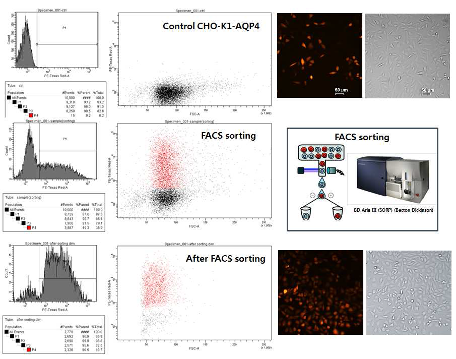 CHO-K1 Human M23 AQP-4 expressing cell line 구축하기 위한 FACS sorting data