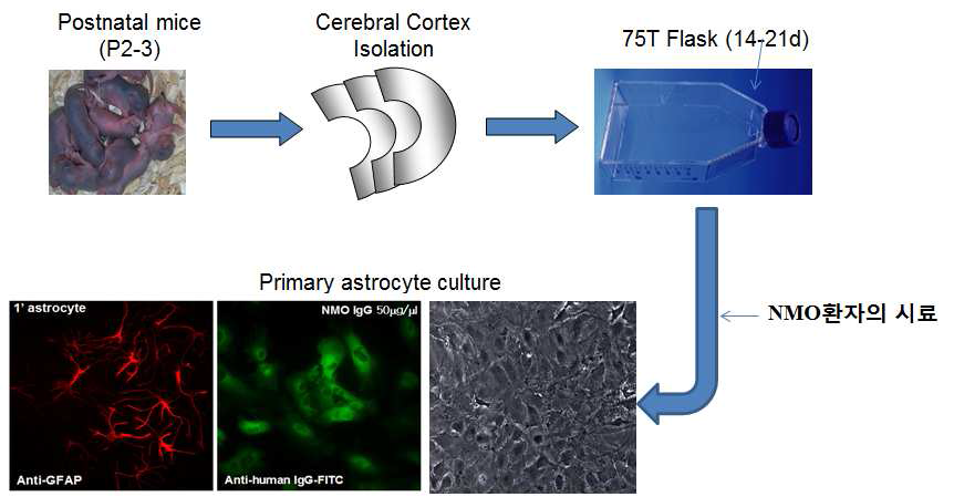 Primary mouse astrocyte culture를 이용한 in vitro model 제작의 모식도 및 실제 실험에서 제작된 primary astrocyte의 GFAP 발현 (Astrocyte marker), anti-human IgG를 이용한 NMO-IgG staining을 통한 NMO-IgG와 astrocyte와의 결합반응