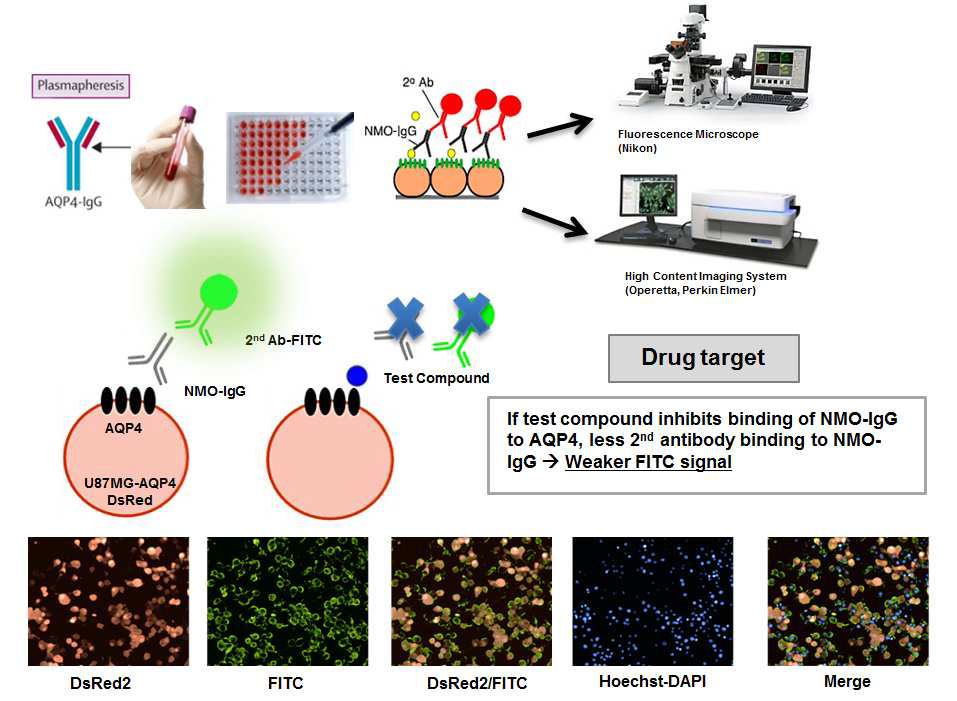AQP4와 NMO-IgG 결합 저해 간접면역형광항체 검사법(Indirect Immunofluorescence antibody assay)