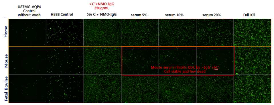 Live/dead cell assay serum별로 CDC 저해정도 평가결과