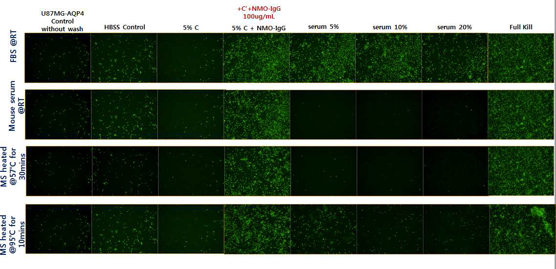 Live/dead cell assay를 이용한 Mouse serum의 CDC 저해정도 분석