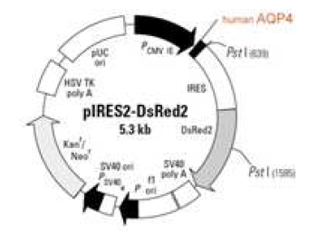 AQP4(M23)/ pIRES2-DsRed2 plasmid DNA cloning