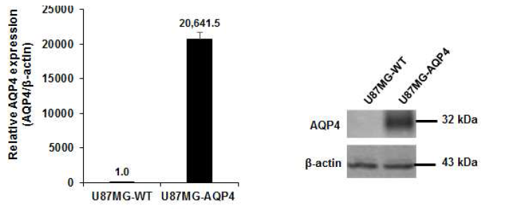 Human M23 AQP-4 expressing cell line에서 AQP4의 과발현 확인