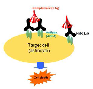 AQP4, anti-AQP4 Ab의 binding에 의한 initiation signal 전달로 인해 C1q binding이 일어나는 CDC classical pathway