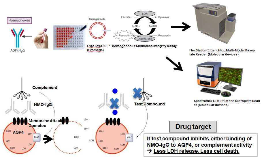 LDH 측정을 이용한 NMO in vitro model에서의 CDC 측정