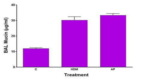 BAL mucin의 증가 급성모델과 비교하였을 때, 만성모델 (HDM 및 AP 알레르겐 주입군)에서도 기도 점액 과 분비가 유도됨을 확인하였음