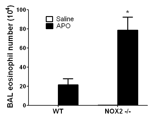 Nox2 결핍 생쥐에서 증가한 BAL 호산성백혈구 수