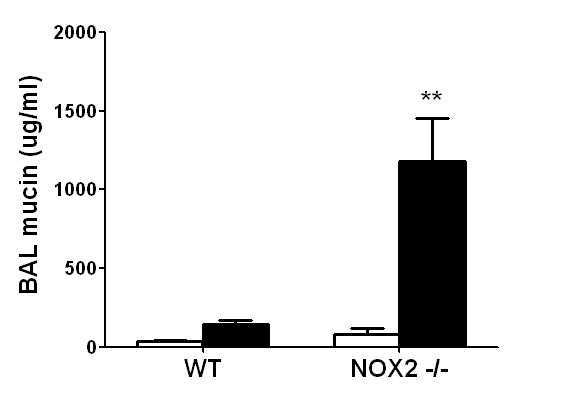 Nox2 결핍 생쥐에서 증가한 기도 뮤신과 분비