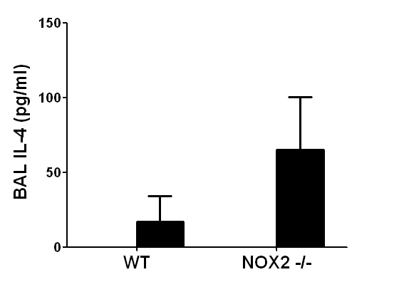 Nox2 결핍 생쥐에서 증가한 BAL IL-4 생성