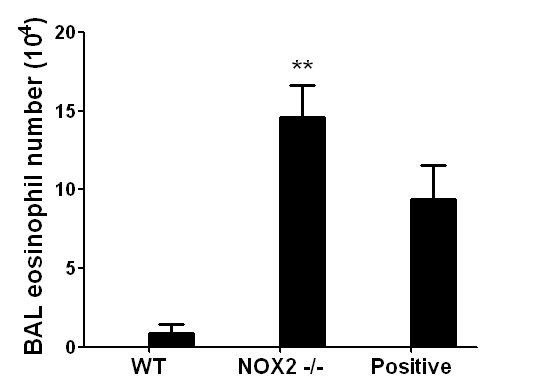 Nox2 결핍 생쥐에서 증가한 BAL 호산성백혈구 수