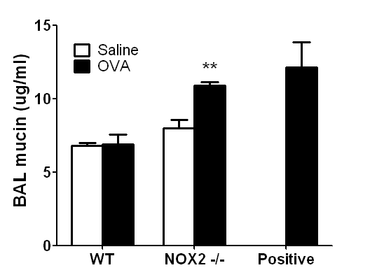 Nox2 결핍 생쥐에서 증가한 BAL 뮤신 과 분비