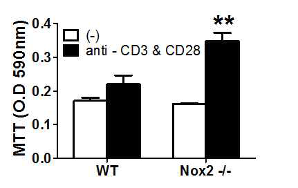 Nox2 결여에 따른 T 세포 활성화의 증가