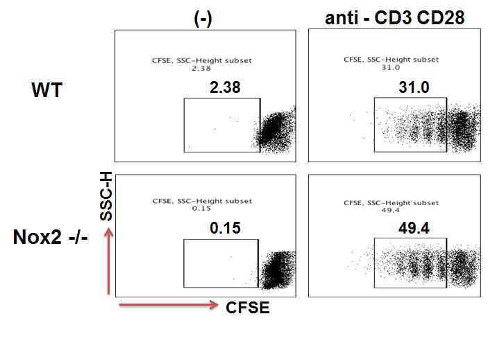 Nox2 결여에 따른 T 세포 증식 증가