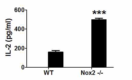 Nox2 결여에 따른 T 세포 활성화의 증가