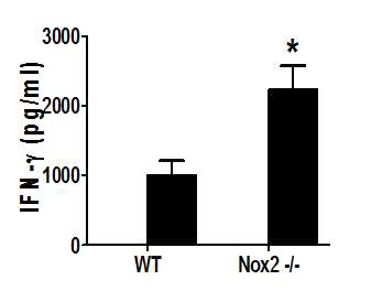 Nox2 결여에 의한 Th1 세포로의 분화 증가