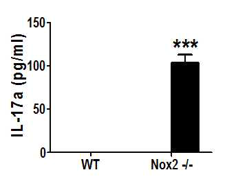 Nox2 결여에 따른 Th17 세포로의 분화 증가