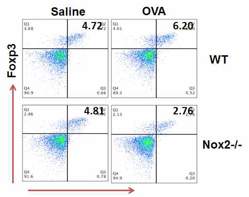 Nox2 결여에 따른 in vivo Treg 세포의 분화 감소